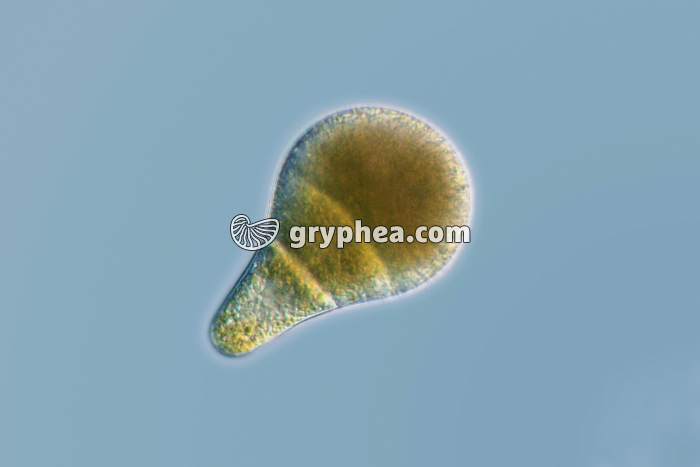 Fucus vésiculeux - Embryon x70 - gryphea.org
